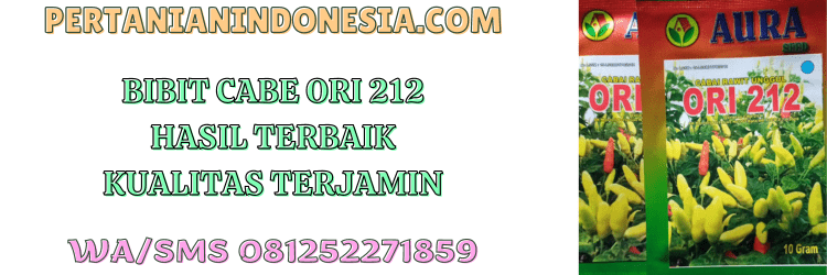bibit,cabe,ori 212,bibit cabe,pertanian indonesia